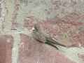 Скальная ласточка фото (Ptyonoprogne rupestris) - изображение №1842 onbird.ru.<br>Источник: www.mangoverde.com